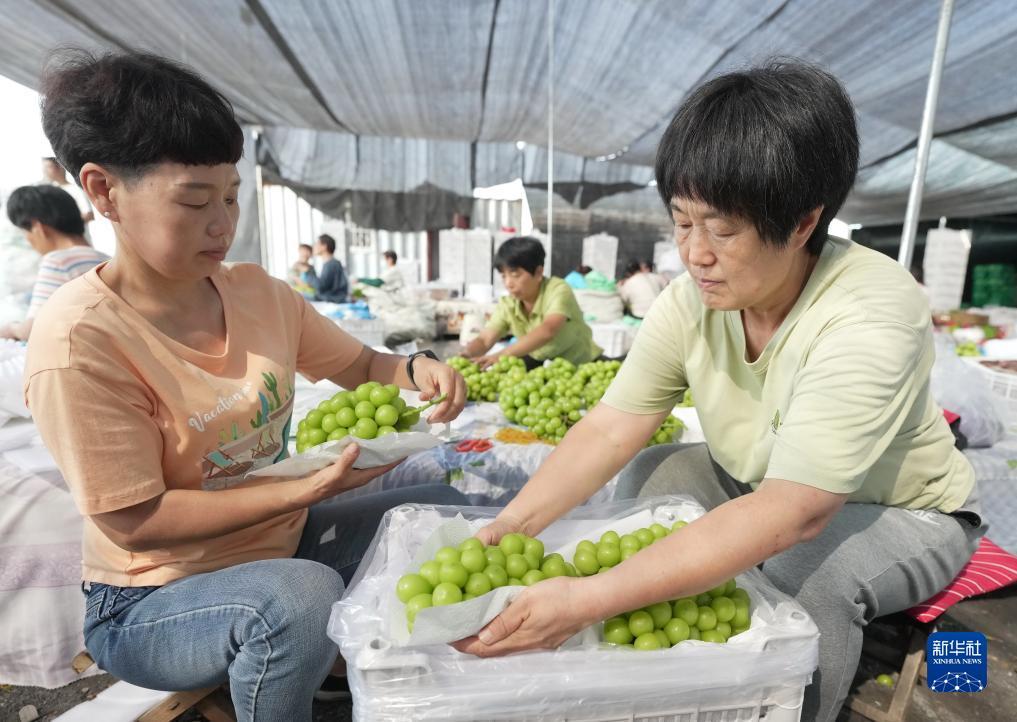 巴黎人app网站